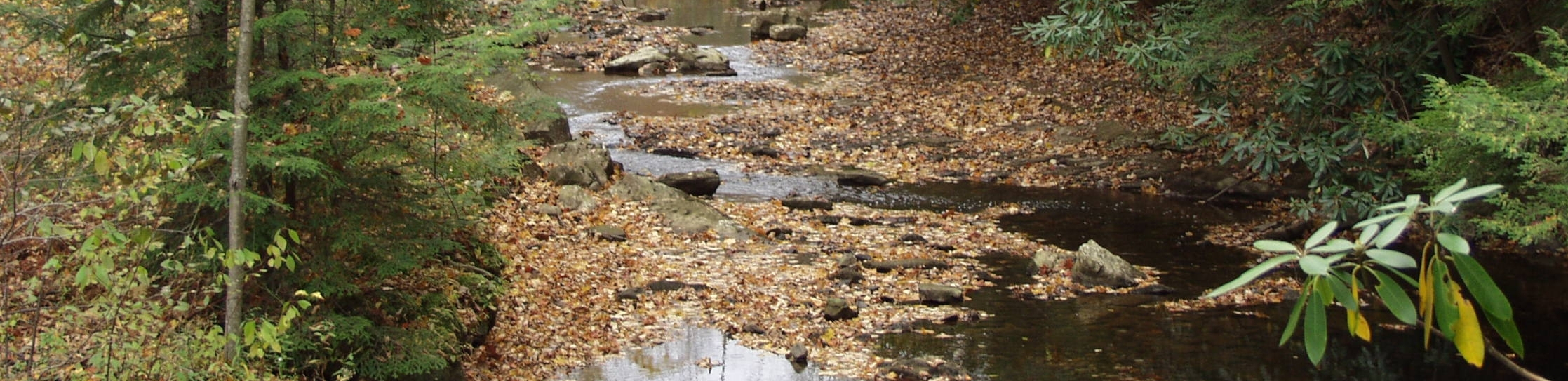 Clean stream in the woods