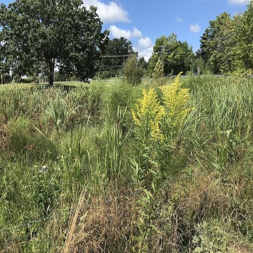 The Woodrow Wilson High School project transformed an old pond into a thriving wetland ecosystem.