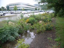 Rain Gardens