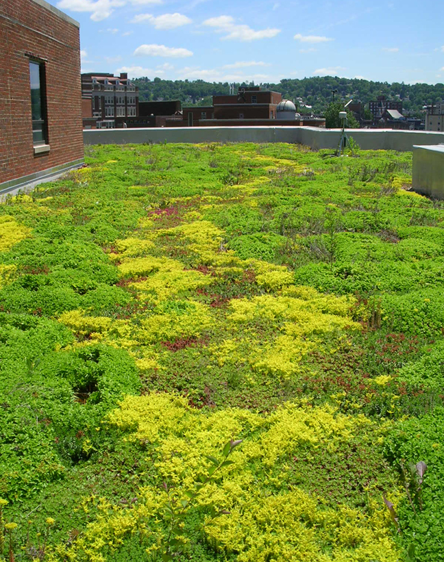 One of four green roofs at WVU. The building structure had to be reinforced to handle the extra weight of soil and water. Green roofs can increase the life of a roof and provide energy savings for the building.