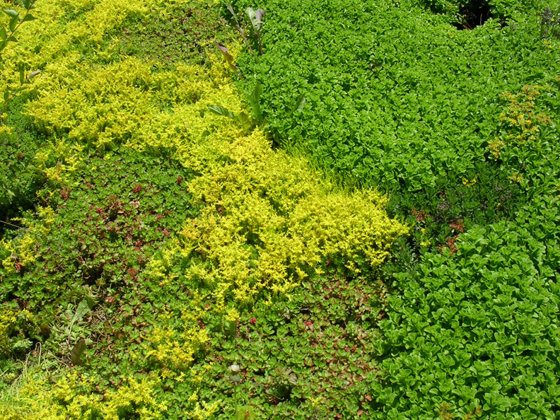 Sedums in bloom. There are several varieties of sedums on this green roof.