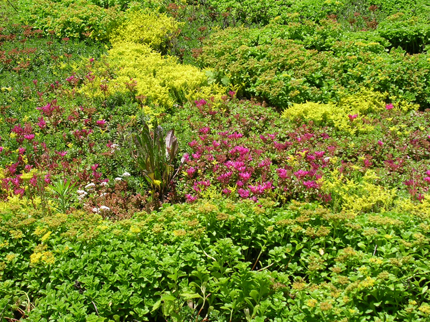 Close up of WVU green roof in bloom.