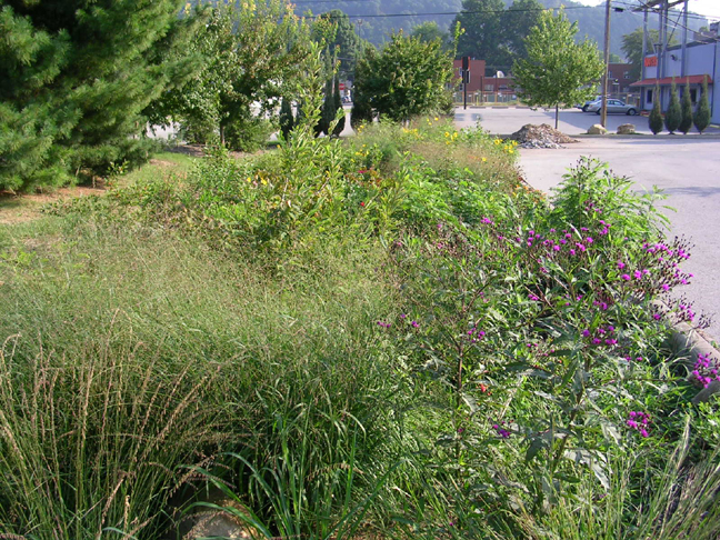 Rain Garden