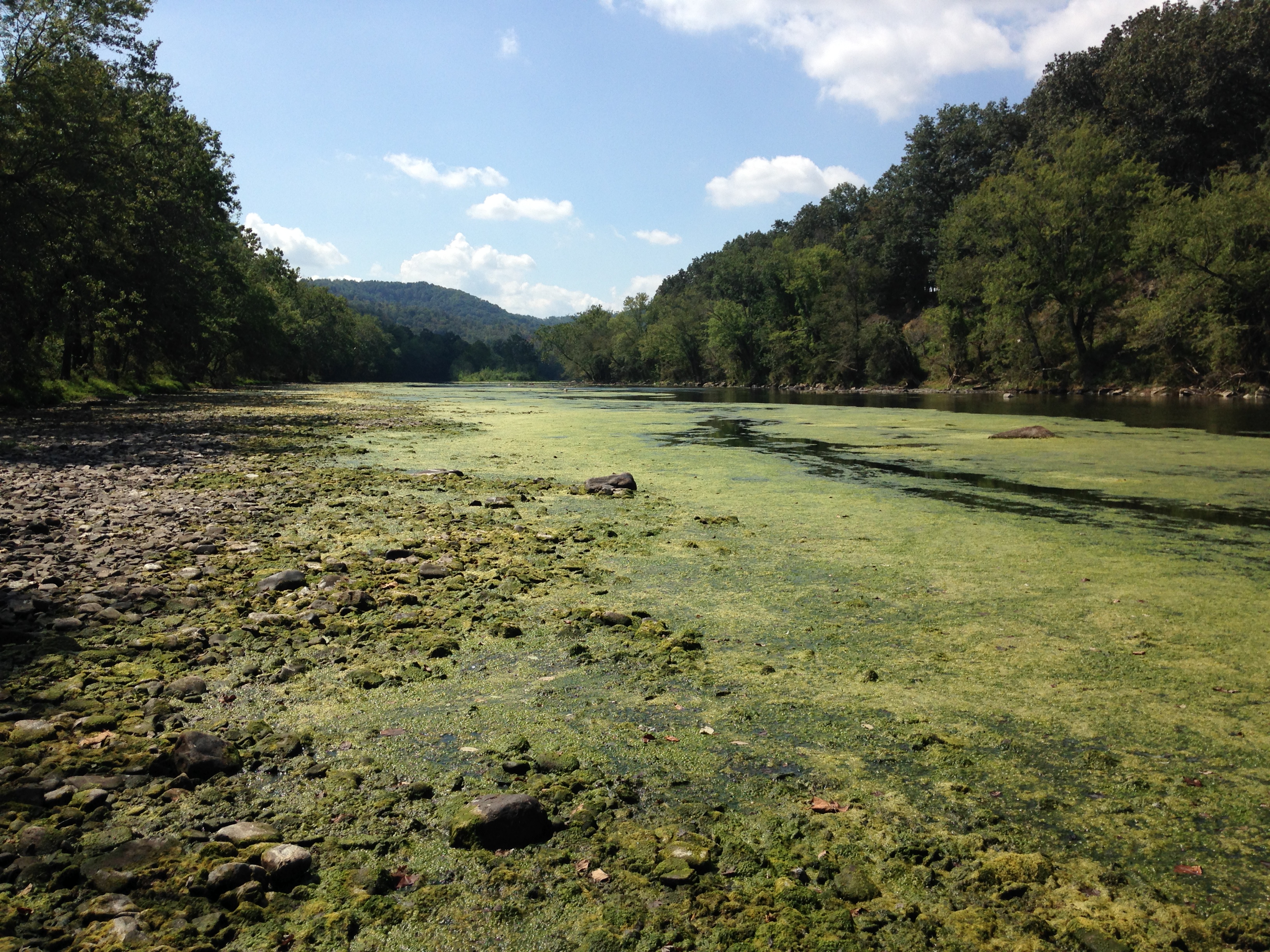 Filamentous Algae