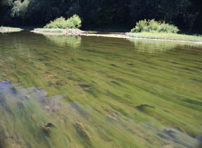 Greenbrier Algae