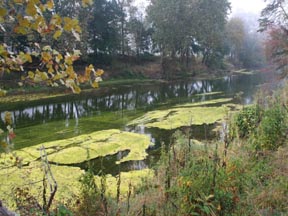 Cacapon Algae