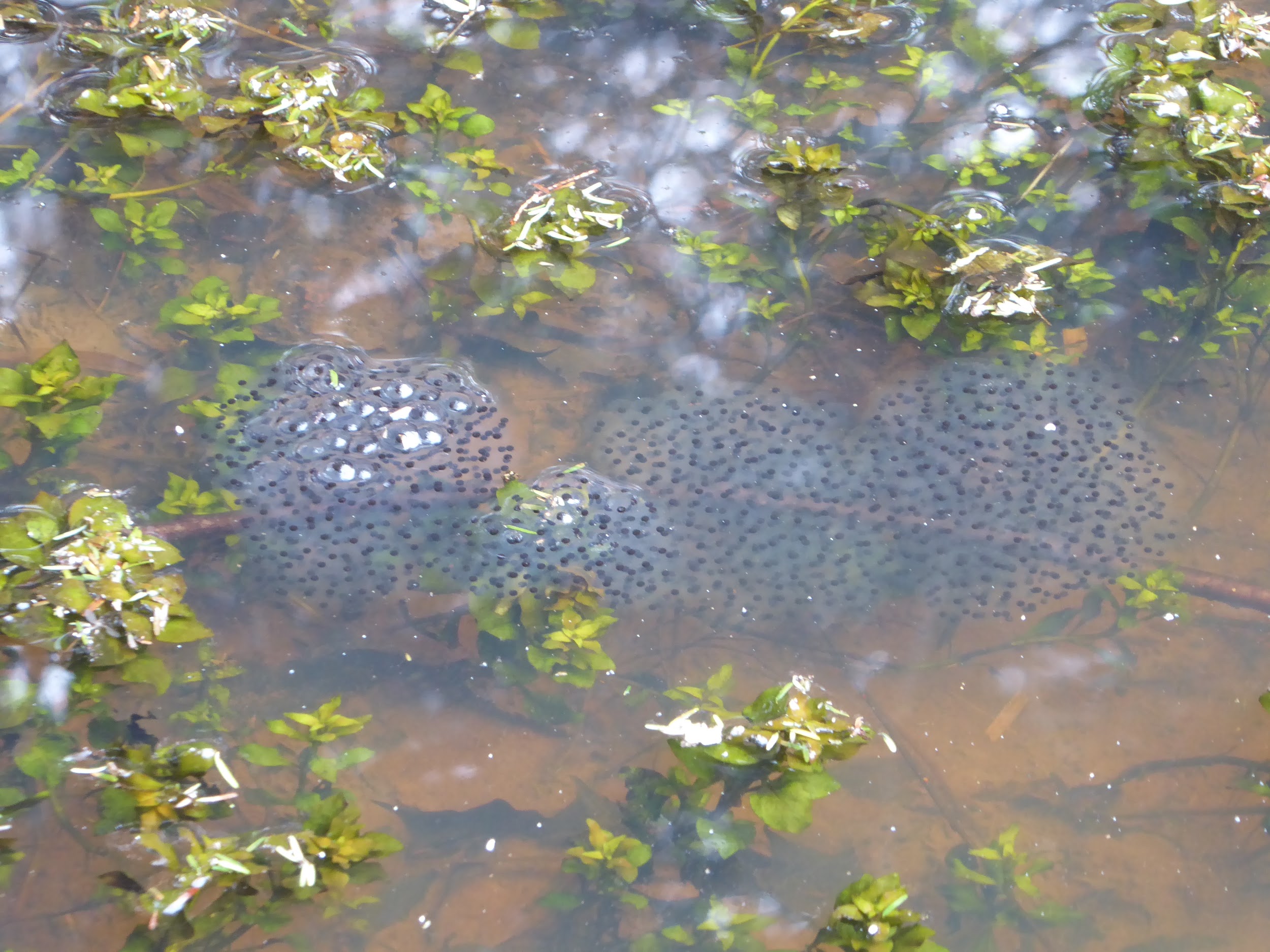 Egg masses in a vernal pool