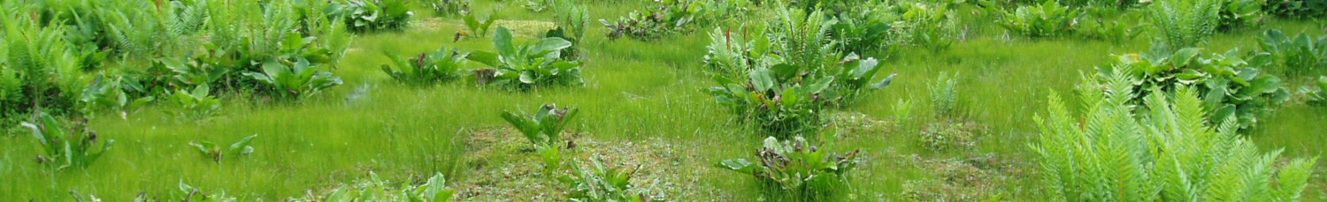 Cinnamon Fern Sphagnum in Cranesville