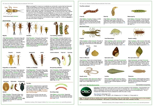 BMI Field Guide