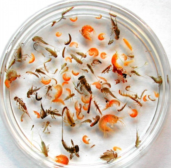 Macroinvertebrates In Petri Disk