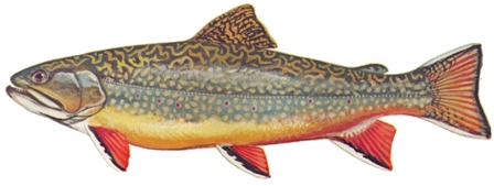 Brook Trout