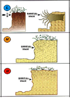 Bank Vegetative Protection