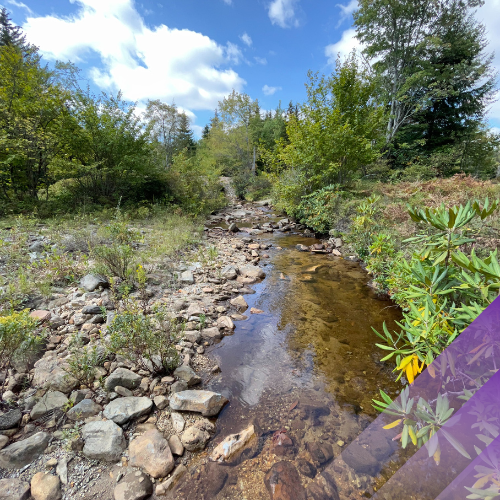 Underwater picture of a riverbed