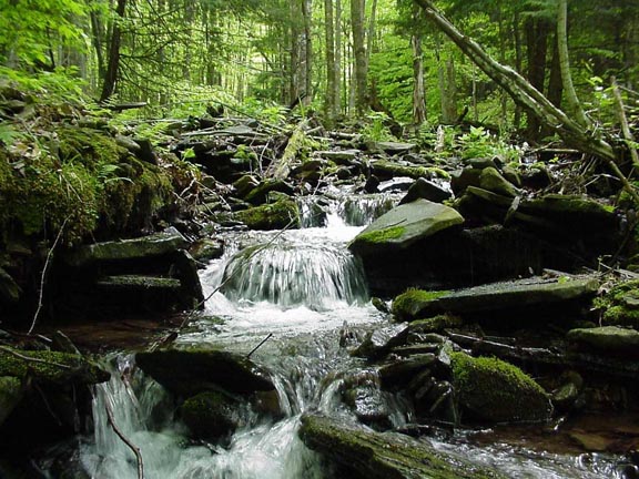 Bee Run - Small headwater stream - benthos habitat