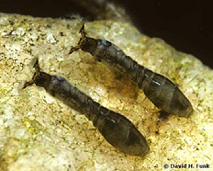 Black Fly Family Simuliidae - Silk Glands and Hooks