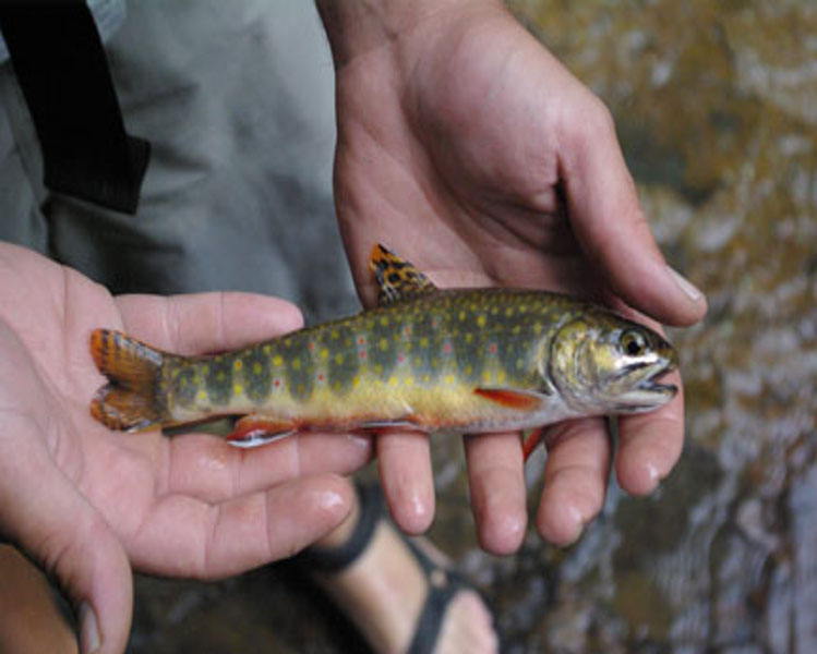 Brook Trout - Preys on Benthic Macroinvertebrates