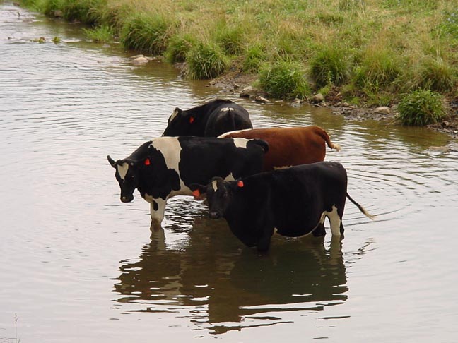 Nutrient Enrichment from Livestock Waste