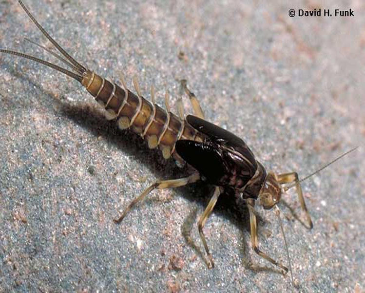 Mayfly Family Baetidae