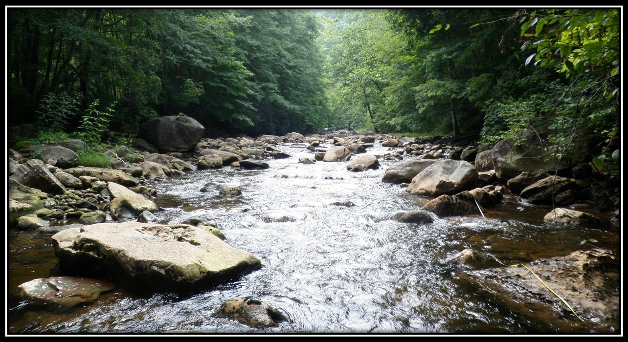 Flowing stream through a forest with rocks along the sides